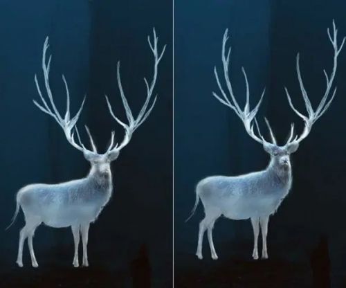 آموزش طراحی گوزن درخشان در فتوشاپ